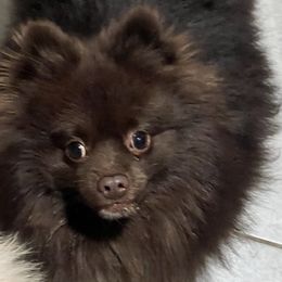Truffles - Pomeranian