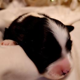 OREO SNOWDRIFT - Black & white female Australian Shepherd puppy in Salem, Arkansas from Patchwork Kennels