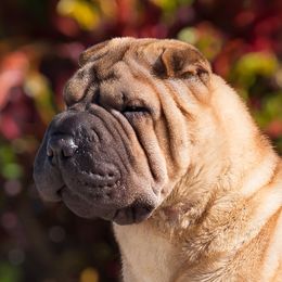 Autumn - Chinese Shar-Pei