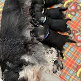 Miniature Schnauzer Puppies from Howleluyah