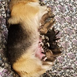 Pembroke Welsh Corgi Puppies from California Corgi Butts