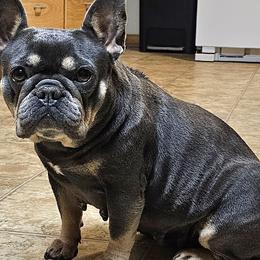 Hazel - French Bulldog