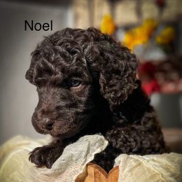 Noel - Brown male Poodle puppy in Greenville, North Carolina from Grace Poodles