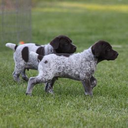 German Shorthaired Pointer Puppies from Mancandy German Shorthairs