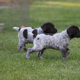 German Shorthaired Pointer Puppies from Mancandy German Shorthairs