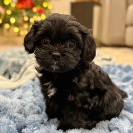 XMAS DELIVERY 4 GLIMMER - Black female Cavapoo puppy in Draper, Utah from Cavachon Love Chocolate Cavaliers, Cavaliers, Cavachon’s, Cavapoos
