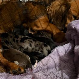 Bastien - Red male Dachshund puppy in Temple, Texas from Brit’s Doxie Crossing