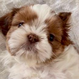 Chip - Liver male Shih Tzu puppy in Gig Harbor, Washington from Shih Tzu snuggles