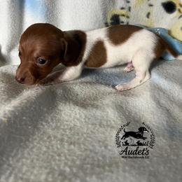 Moe - Piebald male Dachshund puppy in East Dover, Vermont from Audet’s Mini Dachshunds