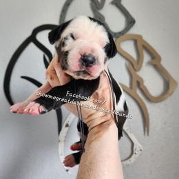 Green Collar - Harlequin male Great Dane puppy in Alton, Illinois from Show Me Great Danes and Basset Hounds
