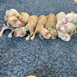 Dk Blue - Red  male Goldendoodle puppy in Taneytown, Maryland from Curlydoodles