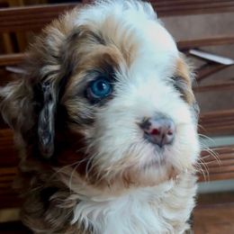 Breguet - Sable female Bernedoodle puppy in Royse City, Texas from Platinum Bernedoodles of Texas
