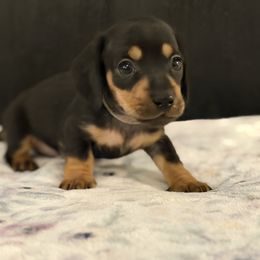 AKC Gray collar Male - Black and tan male Dachshund puppy in Calera, Alabama from Southern Sky Dachshunds