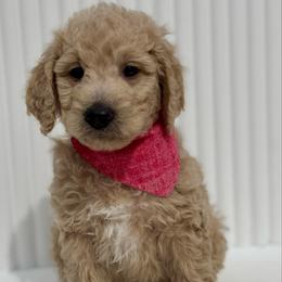 Red Boy - Apricot male Goldendoodle puppy in Newmanstown, Pennsylvania from Homespundoodles