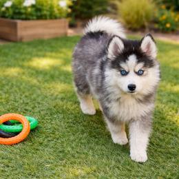 Candy - Black and white female Pomsky puppy in La Verne, California from Red Cedar Pomskies