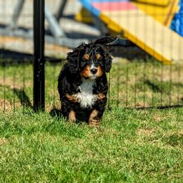 Bernedoodle Puppies from Rafter 58 Bernedoodles
