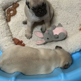 Jelly Bean 4 - Fawn male Pug puppy in Port Townsend, Washington from Pam’s Perfect Pugs