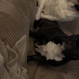 French Bulldogs and Teddy Roosevelt Terriers from Susie’s Cuties