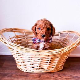 Mango - Red  male Goldendoodle puppy in Kissimmee, Florida from Poodle Doodle Kennels