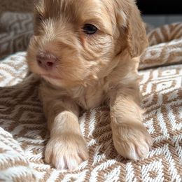 Dierks - Apricot male Aussiedoodle puppy in Arizona from Coats of Many Colors LLC