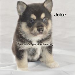 Pomeranian and Pomsky Puppies from Spillman's Specialty Breeding