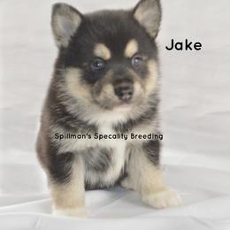 Pomeranian and Pomsky Puppies from Spillman's Specialty Breeding