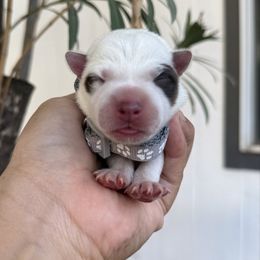 Gray - Blue female Australian Cattle Dog puppy in Sahuarita, Arizona from A2 Australian Cattle Dogs