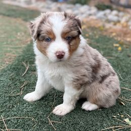 Biscuit - Red merle male Australian Shepherd puppy in Franktown, Colorado from Double NB Livestock LLC