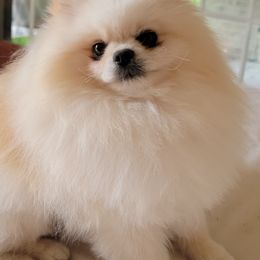 French Bulldogs and Pomeranians from Pomeranian Joy of the Mountains