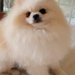 French Bulldogs and Pomeranians from Pomeranian Joy of the Mountains