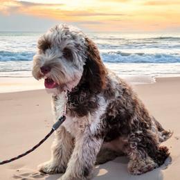 Kona - Cockapoo