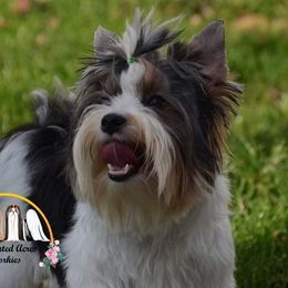 Harper - Yorkshire Terrier