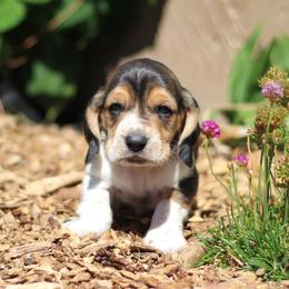 Cooper - Black white and brown male Basset Hound puppy in Idaho from Welcome Home Bassets