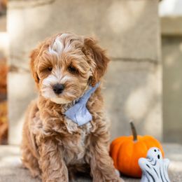 King - Apricot Goldendoodle puppy in Riverton, Utah from Utah Doodlebug