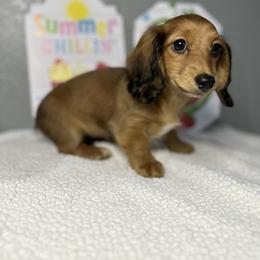 Bandit - Red female Dachshund puppy in Tahlequah, Oklahoma from Quick Little Dachshunds