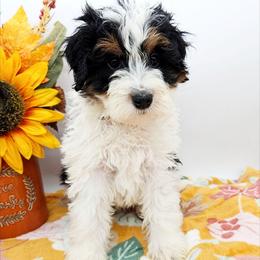 Muffin - Tri-color female Bernedoodle puppy in Granton, Wisconsin from Rose River Farms