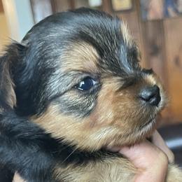 Yorkshire Terriers from Shay Yorkies