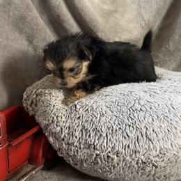 Milo - Black & tan tri-color male Morkie puppy in Taylorsville, North Carolina from Mountain Top Hot Tailz