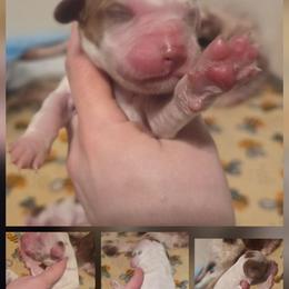 Boy 4 - Red and white male Irish Red and White Setter puppy in Glenwood City, Wisconsin from NyaStar & Chequamegon