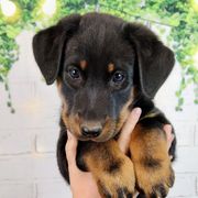 Raspberry - Black and rust female Beauceron puppy in Seattle, Washington from SilverStruck Kennels