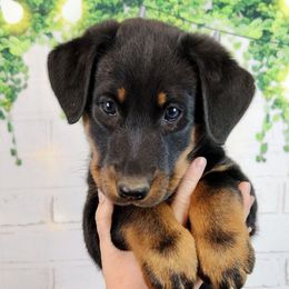 Raspberry - Black and rust female Beauceron puppy in Seattle, Washington from SilverStruck Kennels