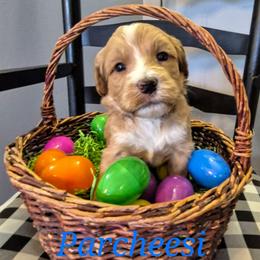 PARCHEESI - Caramel male Labradoodle puppy in Sussex, Wisconsin from Dancing Doodles