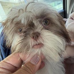 Star - Sable and white female Shih Tzu puppy in Victorville, California from RUMBLE n TUMBLE