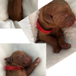 Golden Retriever Puppies from Rosie’s Goldies