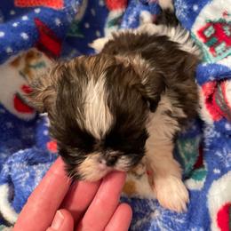 Boy 1 - Brindle male Shih Tzu puppy in Lebanon, Tennessee from Jan’s Shihtzus