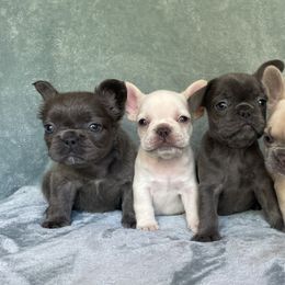 French Bulldogs from All Profit Kennel