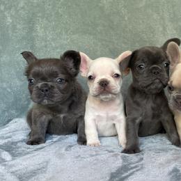 French Bulldogs from All Profit Kennel
