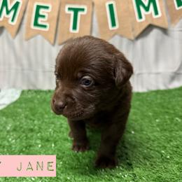 1st pick Chocolate Female - Chocolate female Labrador Retriever puppy in Farmington, Missouri from Granite Creek Kennel