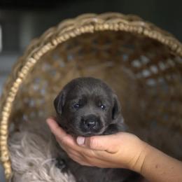Miss Orange - Black female Labrador Retriever puppy in Morrill, Kansas from Grimm Girls Farm