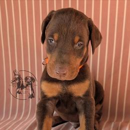 Male 4 - Orange Collar - Red and rust male Doberman Pinscher puppy in Spencer, Indiana from Jackson's Dobermans